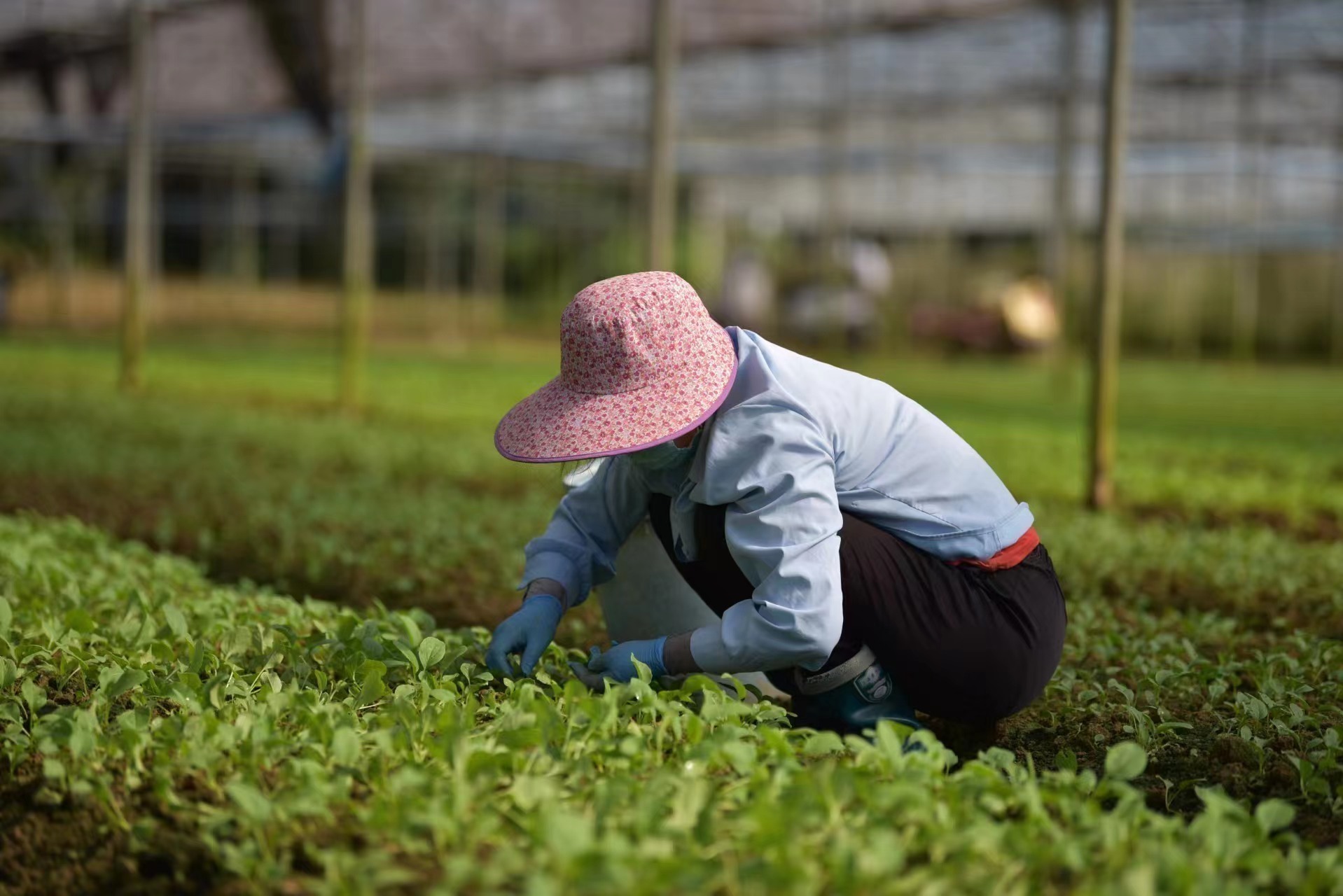 海南屯昌:"撑伞干活"两手抓 力争两不误
