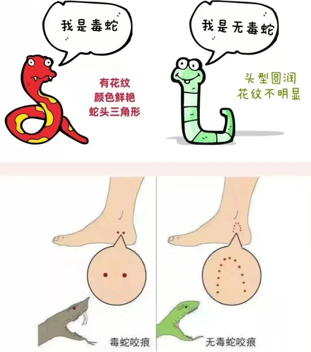 食蛇鼠短漫图片