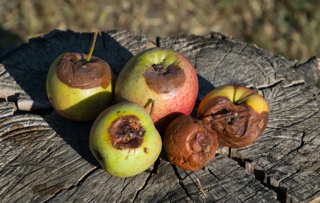 夏日,谨防食物腐败变质与食物中毒!
