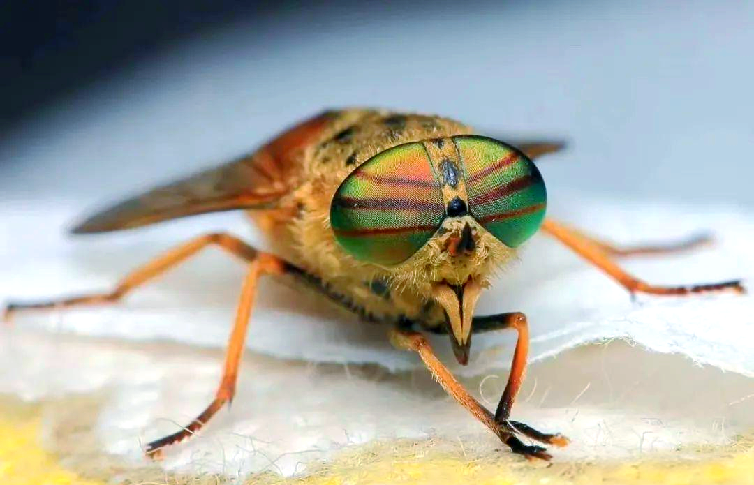 牛蝇的特征与危害:从分类到防治策略