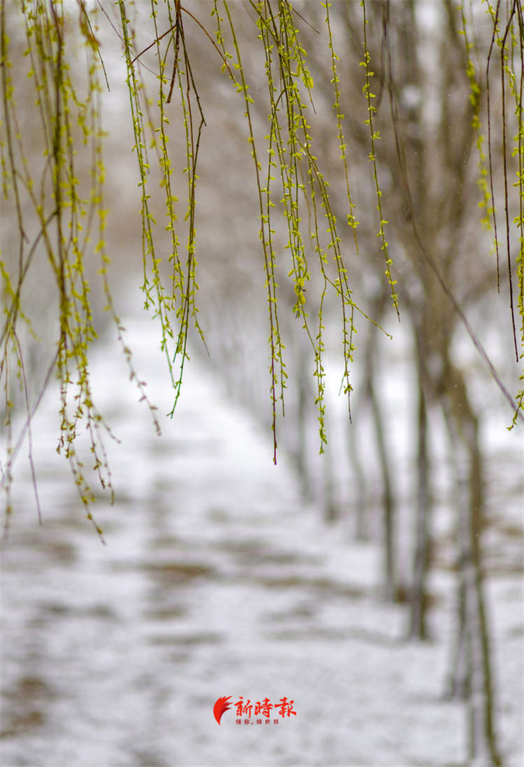 雪后柳树图片图片