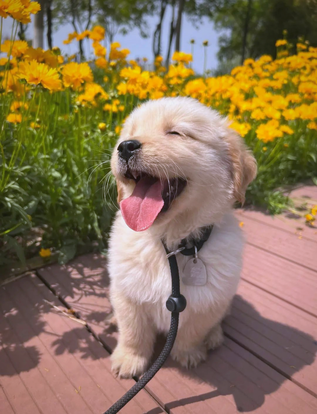 狗狗的多种伤心表现