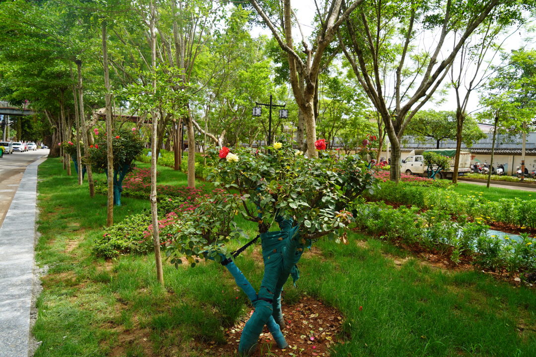 绿美孟连｜孟连又一个“口袋公园”上新！