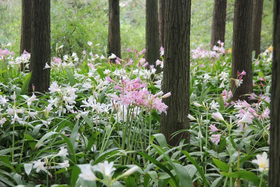 林间舞动的精灵长筒石蒜
