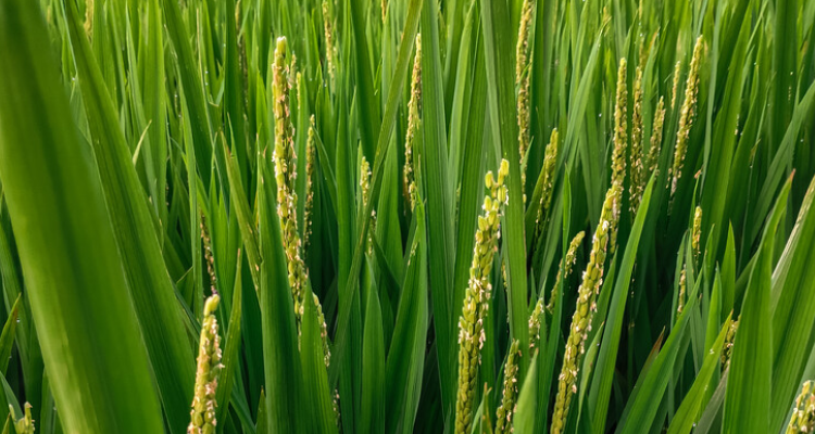 水稻小麦是单子叶还是双子叶