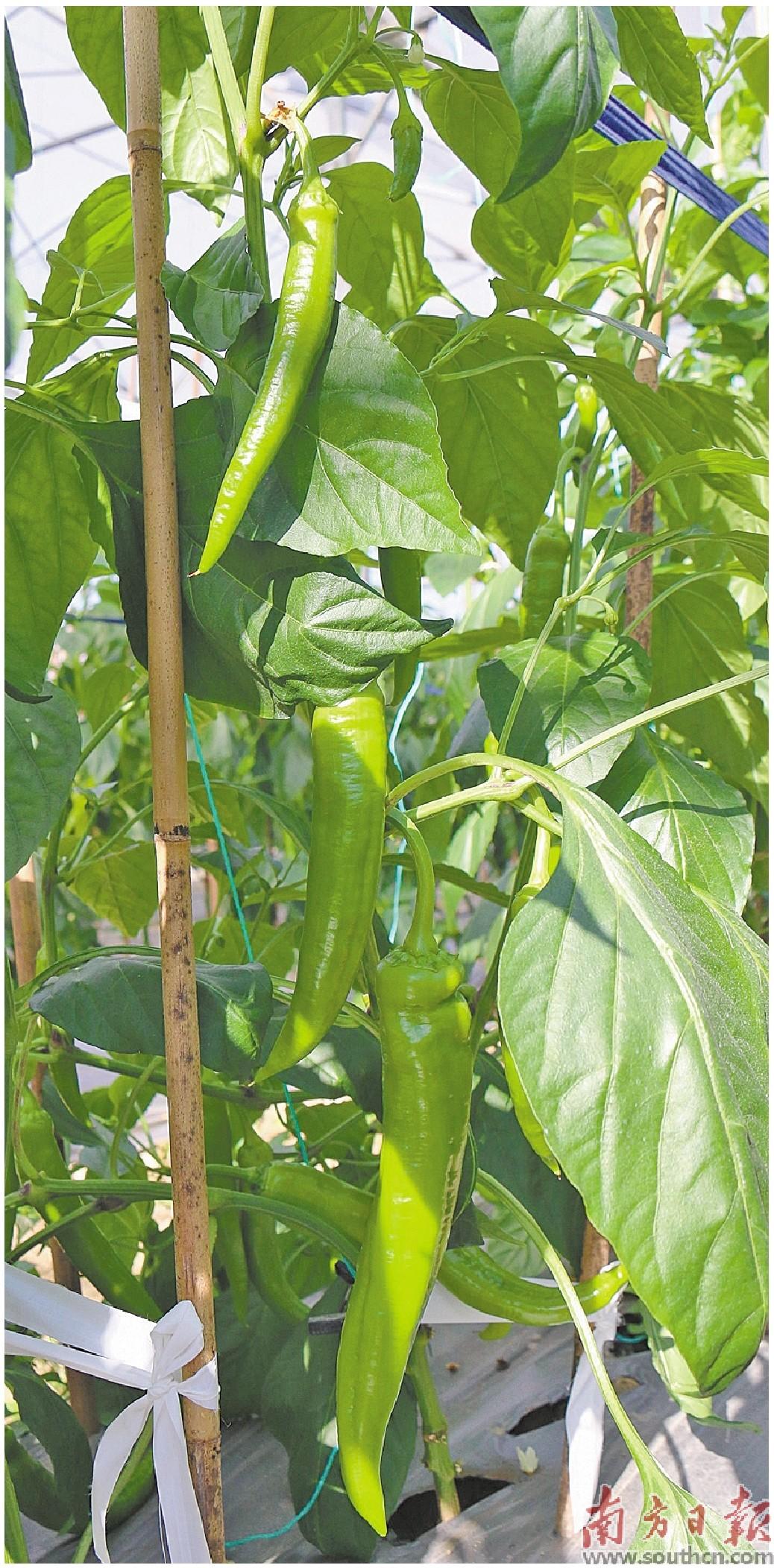 披红挂绿 大棚"丰"收