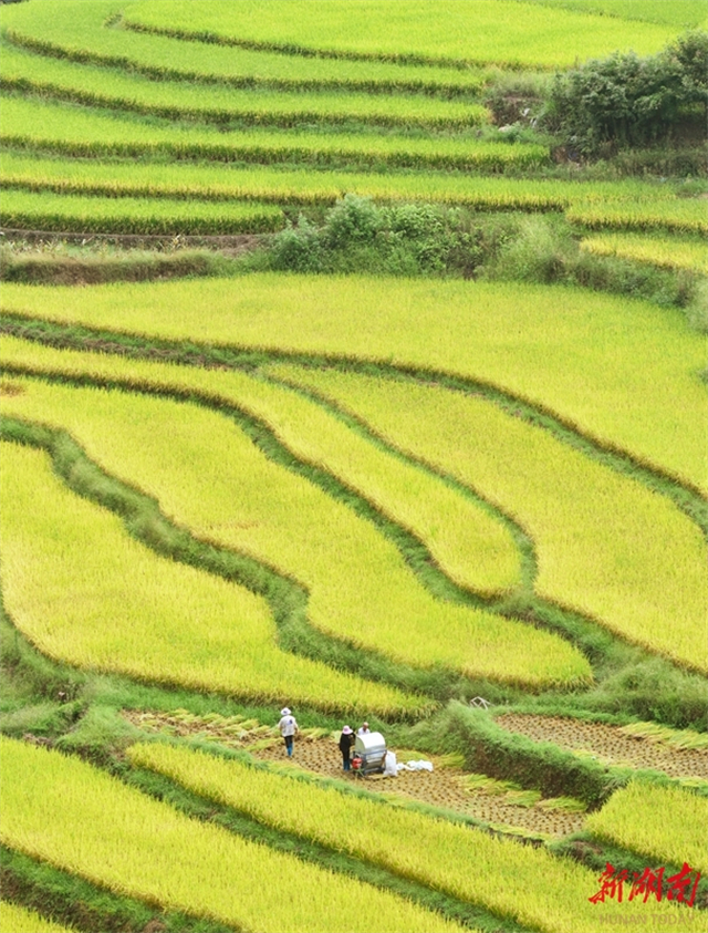 harvest scene in alpine terraced rice fields