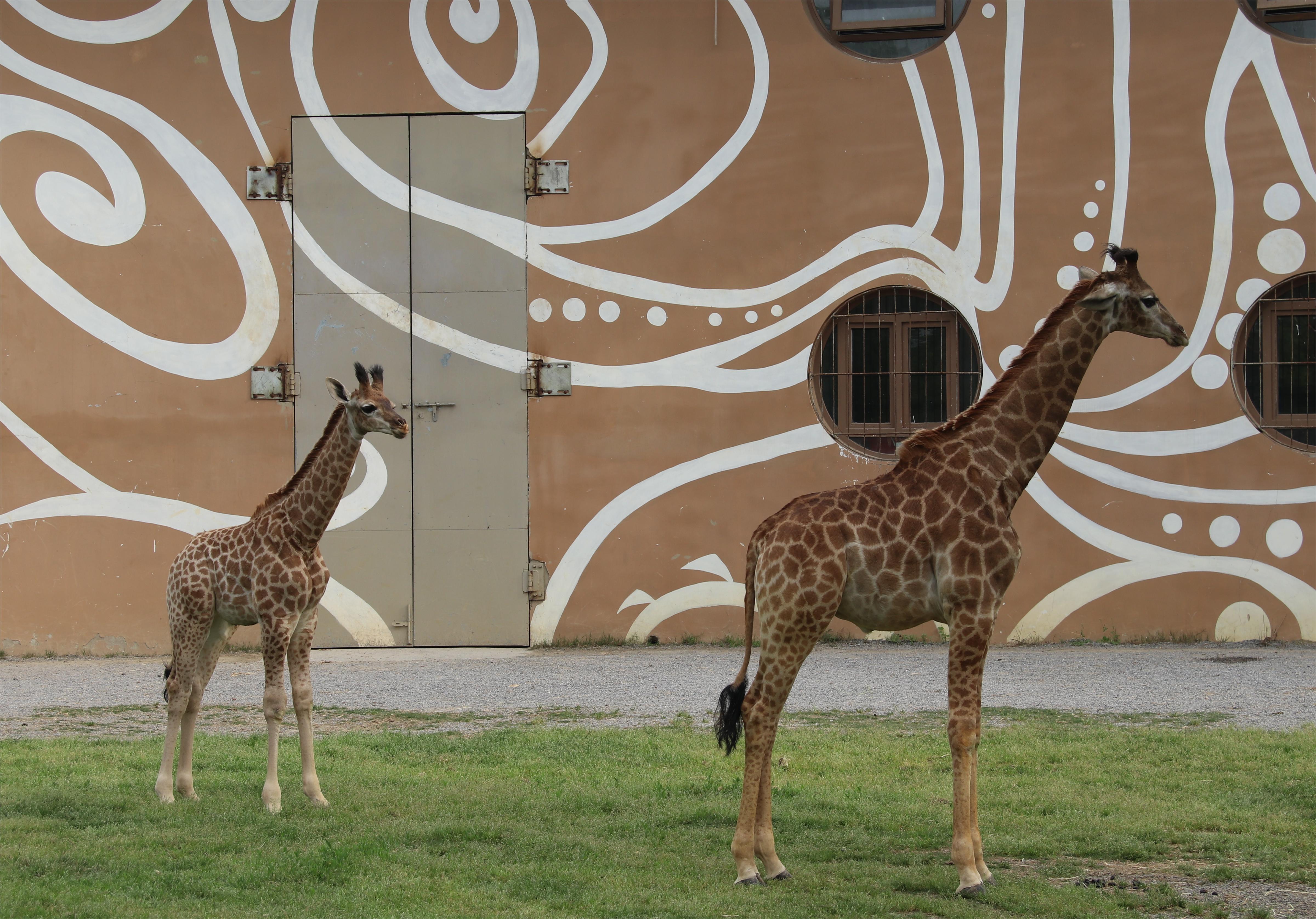 武汉野生动物王国首只"汉籍"长颈鹿"十一"一周岁啦!