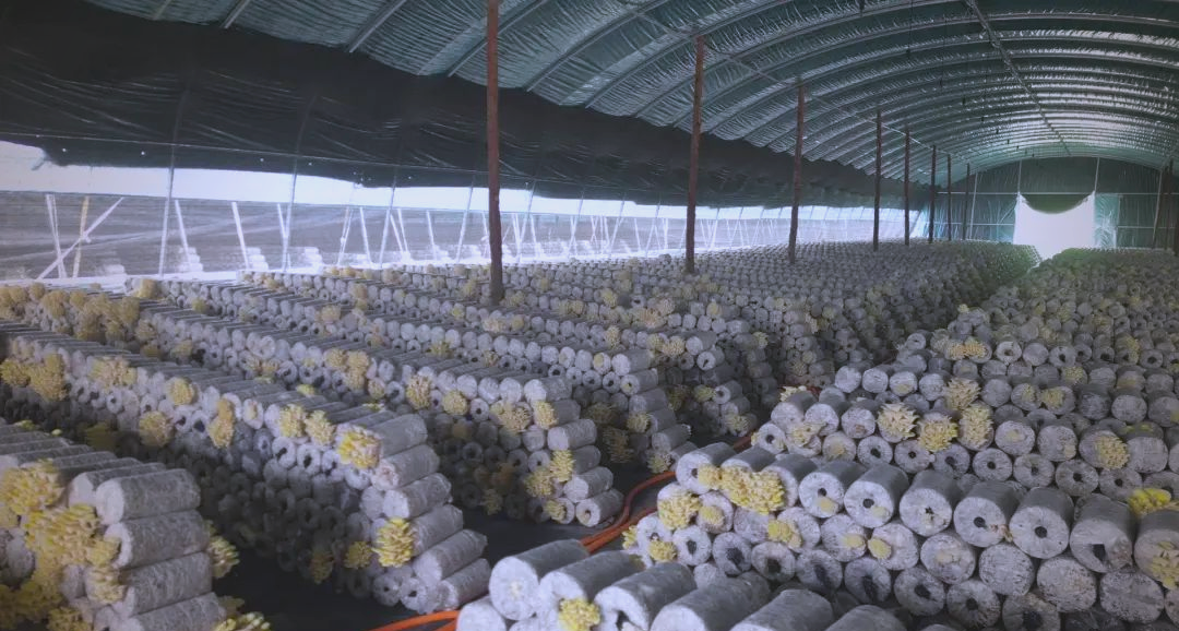 踏入凤岭乡的榆黄菇种植大棚,一股菌香扑鼻而来