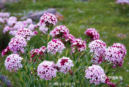 青海草原狼毒花竞相绽放 牛羊漫步其中如诗如画
