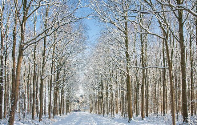 我爱冬天的白杨