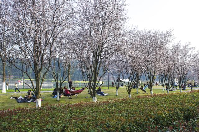 七一视角·杨毅专栏|红李花香迎宾客