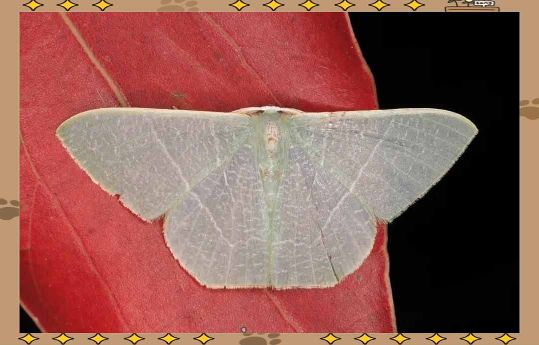 尺蛾科蛾类介绍及常见种类概览