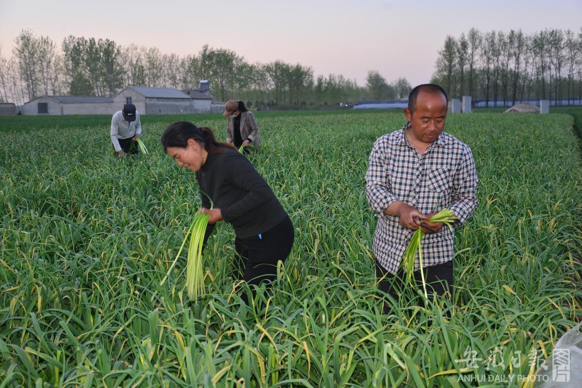 抽蒜苔怎么抽图片