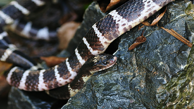 分布在重庆的七大毒蛇,你认识多少?它们又有着怎么样的危险?