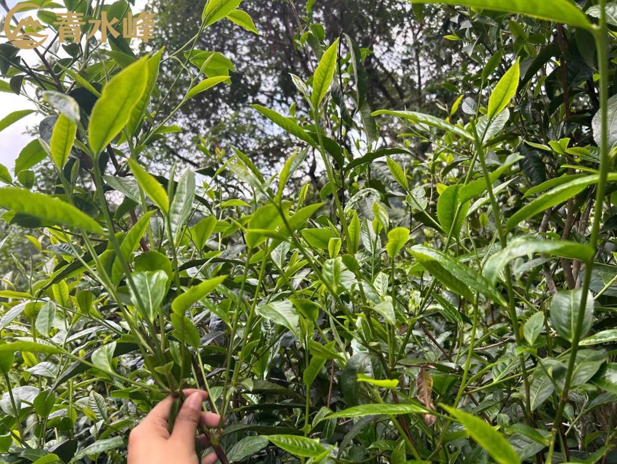 南勐河经流两山之间,勐库人习惯上以南勐河为界,将南勐河东边的茶山称