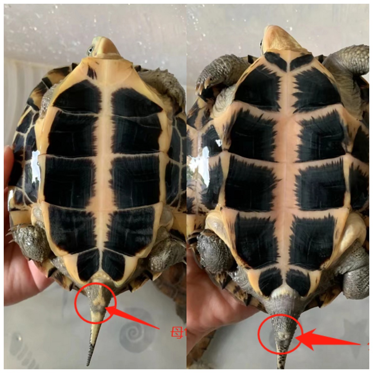 乌龟怎么分公母?新手养龟看过来