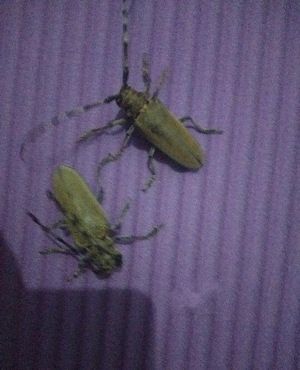 这东西在你们那边叫什么,我们这边叫"老水牛"