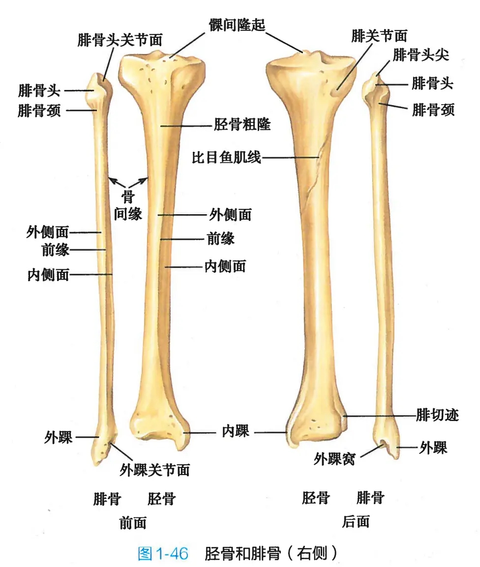 胫骨的位置图图片