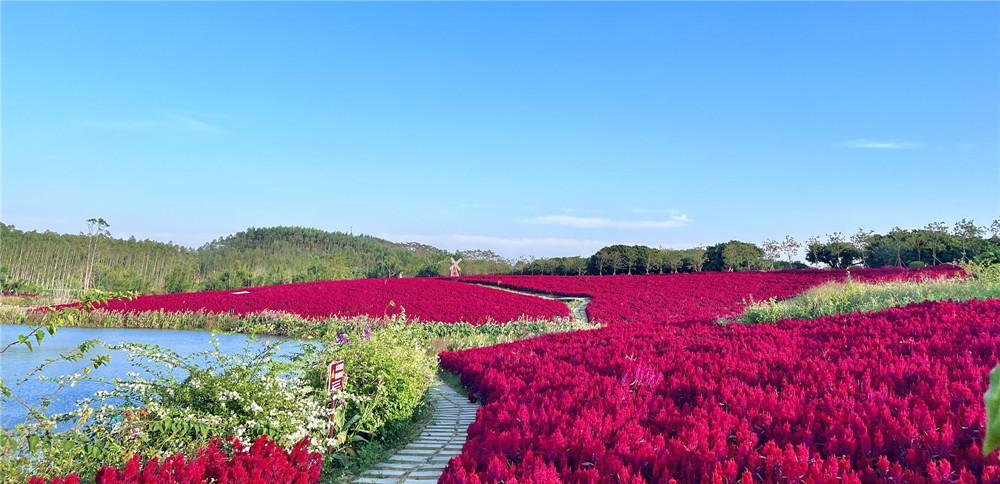 钦廉林场北部湾花卉公园通过自治区级"中小学生研学实践教育基地"评审