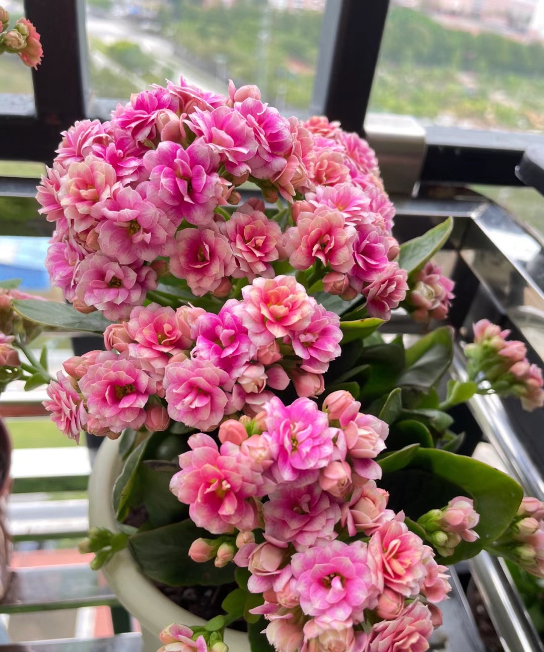 长寿花"锦缎"—颜值很高,花量丰富,多季重复绽放,你值得拥有