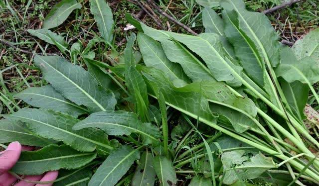 吃了能排便的野菜,俗称"通便草",也叫"金不换",煮水功效高