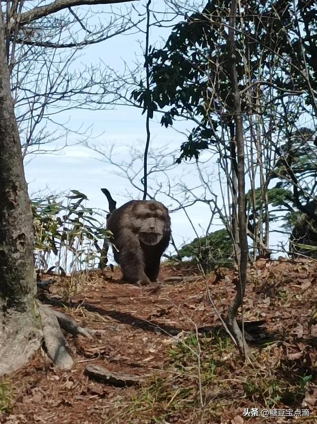 黄山天然奇石:梦笔生花,仙人石,飞来石头,猴子观海