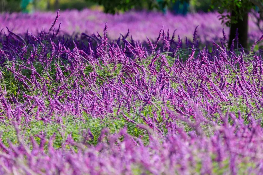 3500㎡梦幻紫色花海,上一波秋季浪漫