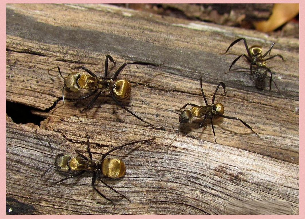 金色蚂蚁的神秘世界与重要角色