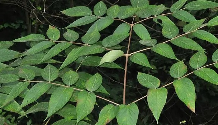 人头蕨国家级保护植物图片