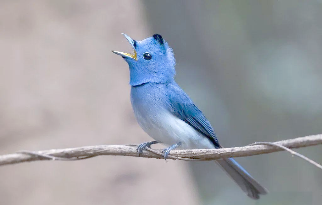 探索世界上的多种蓝色鸟类