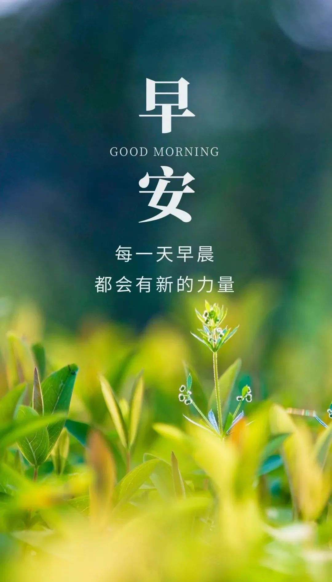 早上好,微商励志早安语录与图片,为你的微信朋友圈增添心灵鸡汤!