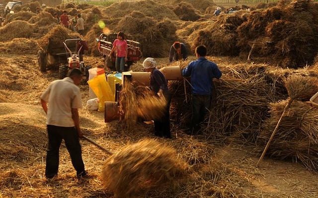又到一年农忙时,你还记得八十年代割麦子的场景吗?
