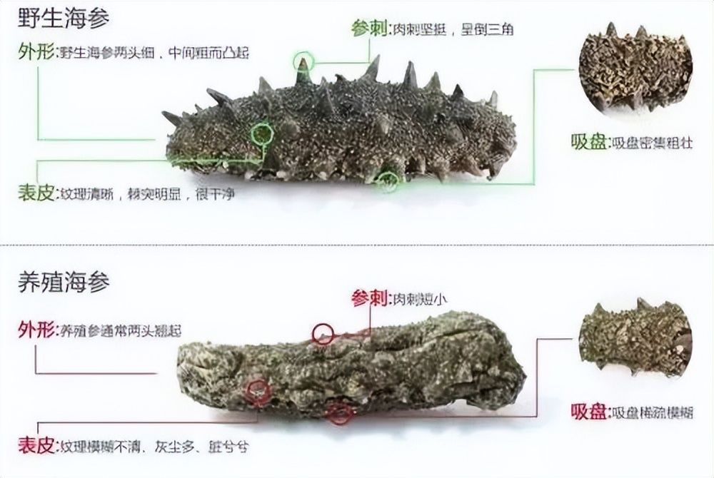 这都能买到假的野生海参?这几招教你学会辨别野生和养殖海参!