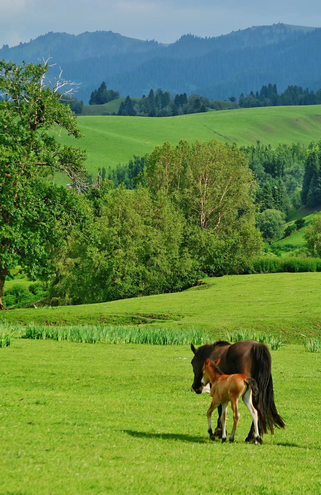 新东方快车途径的那拉提草原.图片由受访者提供