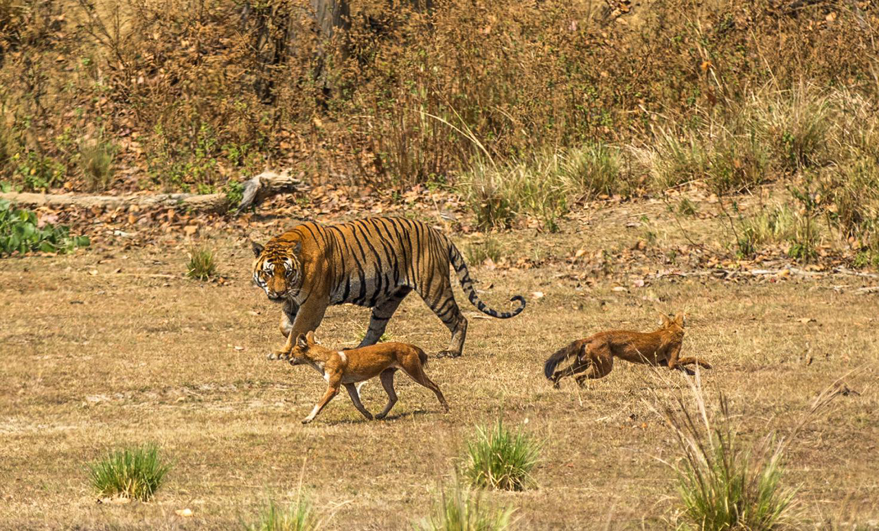 国人口中的"苗狼"多次现身祁连山,猜测它就是传闻中的狈