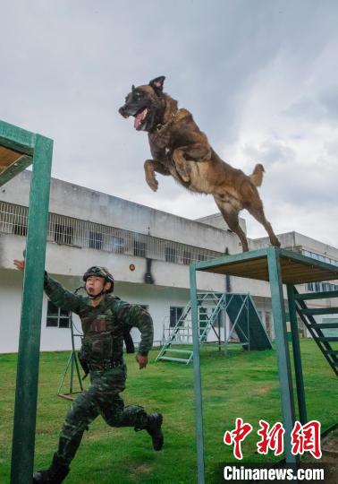 武警军犬训练基地图片