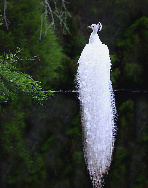 孔雀开屏的华丽时刻,探索其最佳观赏时间与特点