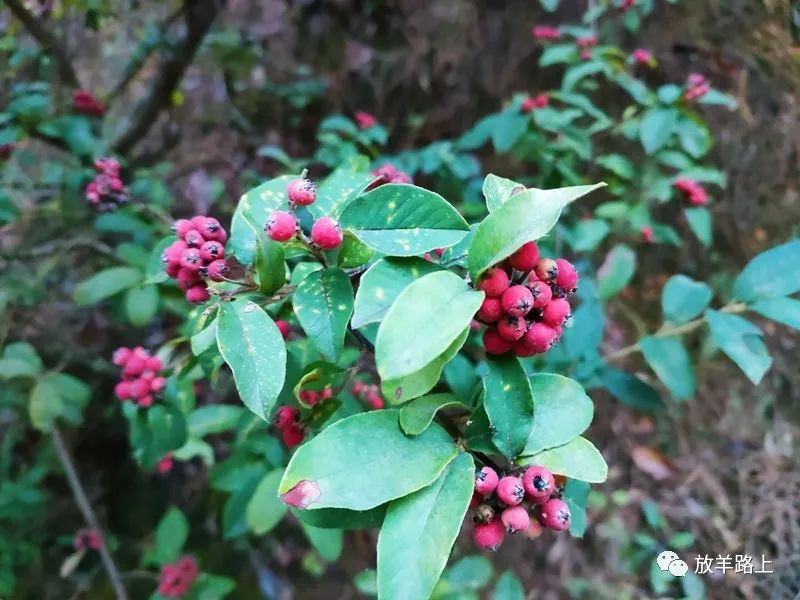 廖廓山植物誌:牛筋條