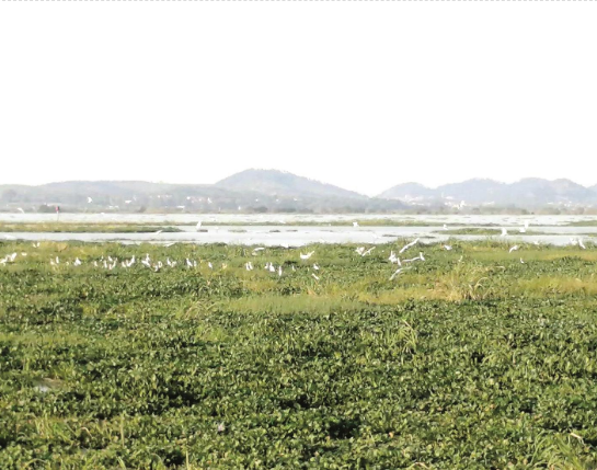 鄂州梁子湖区万秀村,梁子湖畔的桃花源