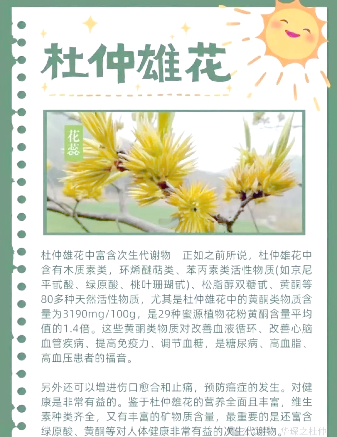 杜仲雄花茶:珍稀茶叶的健康功效与适宜人群