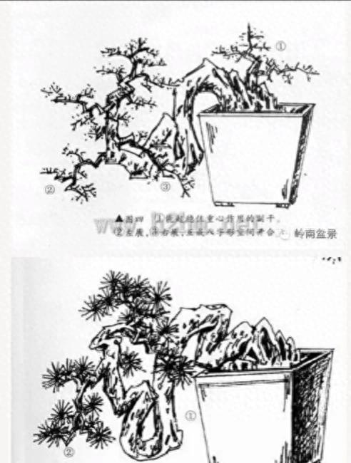 15种盆景制作图解图片