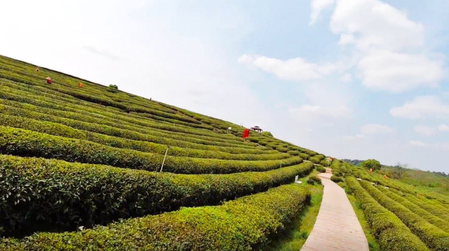 春到武汉寻茶香,随拍东西湖区柏泉茶园,一碧千里景色秀美