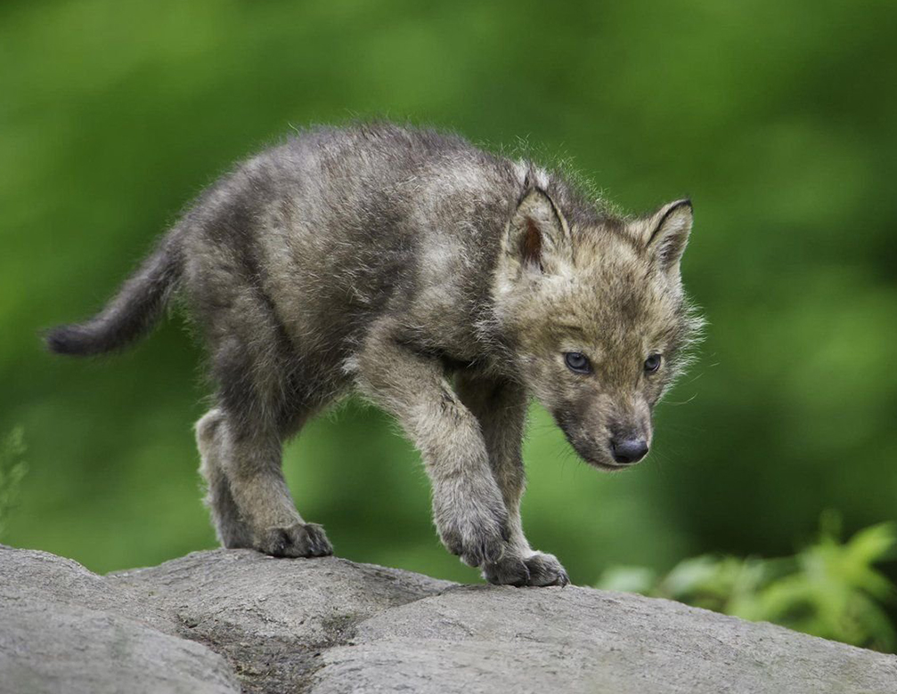 超可爱的野生动物宝宝图片,萌态十足!