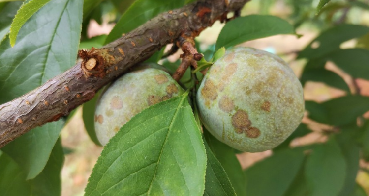 李子树叶子发黄干枯是什么原因