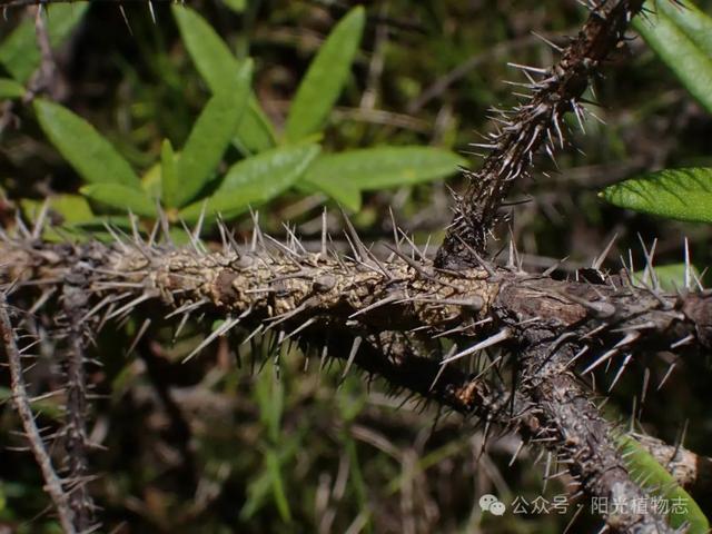 长白蔷薇,小猴脸一个,古灵精怪的