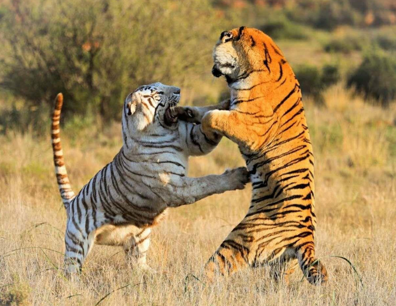 孟加拉虎vs东北虎,虎王争霸,谁才是真正的王!