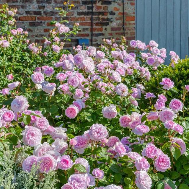 「优秀品种」奥利维亚·罗斯·奥斯汀(olivia rose austin)