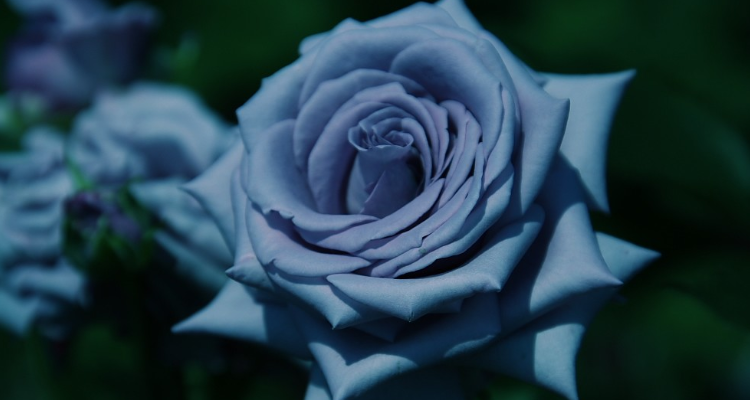 蓝色蔷薇花语是什么