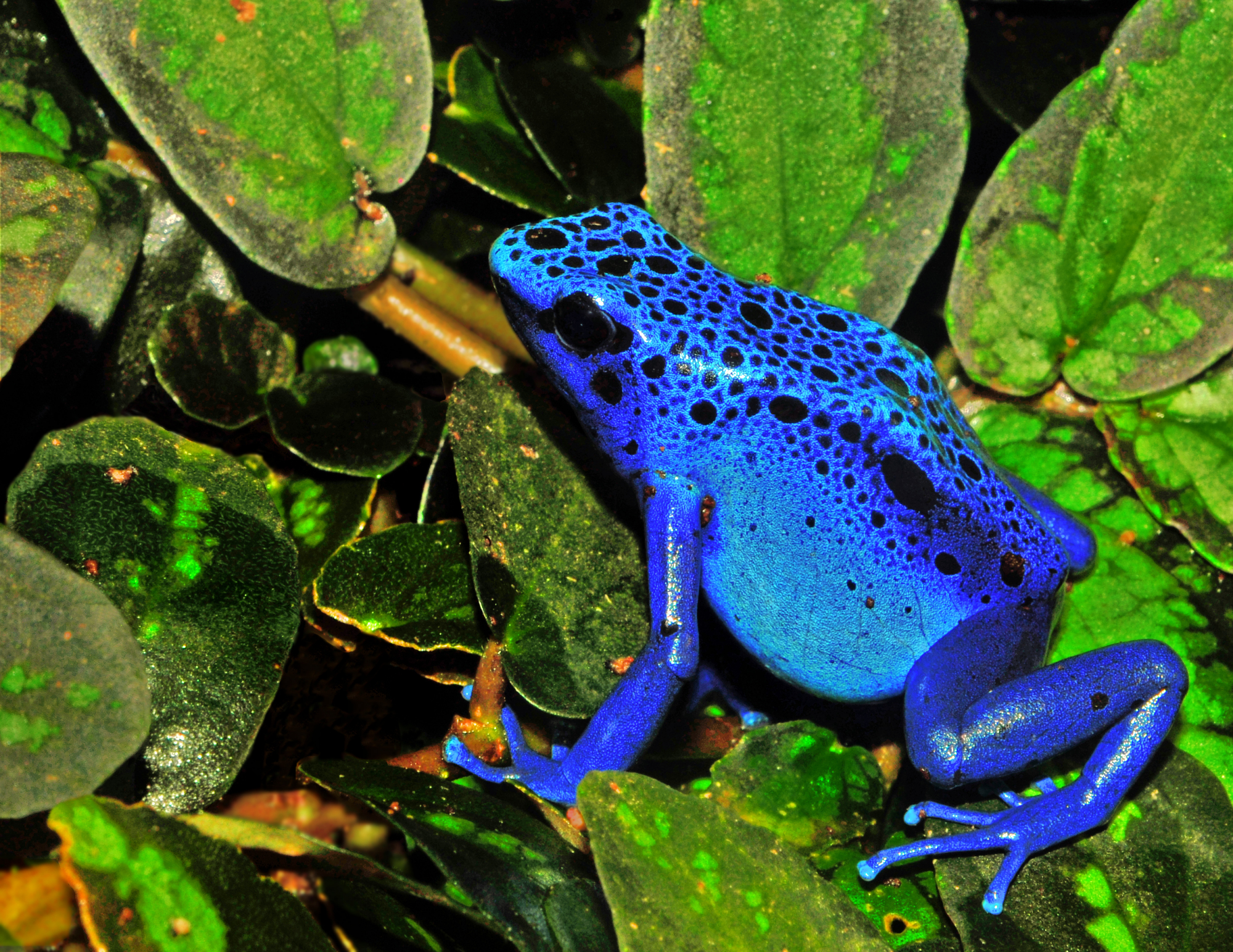 地球之肺亚马逊雨林,美丽的毒箭蛙和透明的玻璃蛙,有什么异同?